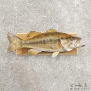 Largemouth Bass Fish Mount For Sale #20976 @ The Taxidermy Store