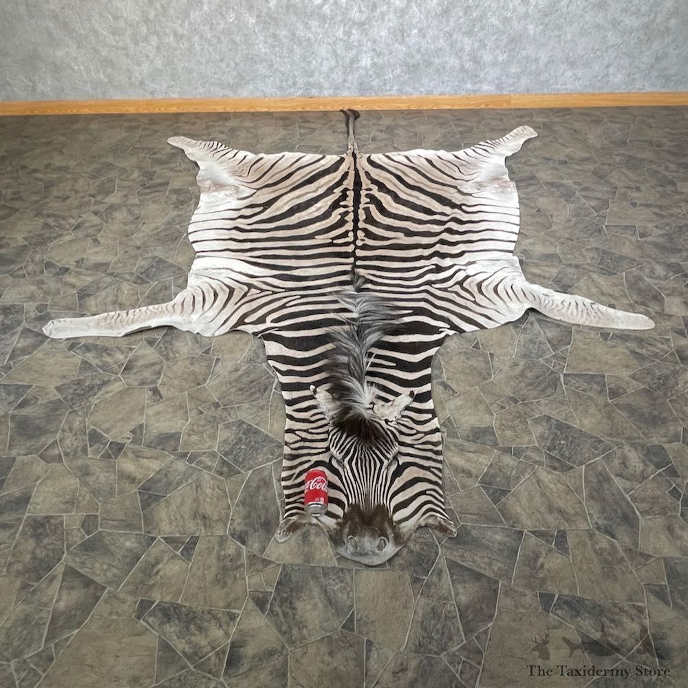 African Zebra Full-Size Taxidermy Rug For Sale #26304 @ The Taxidermy Store