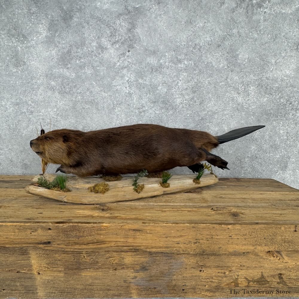 North American Beaver Mount For Sale #32388 @ The Taxidermy Store