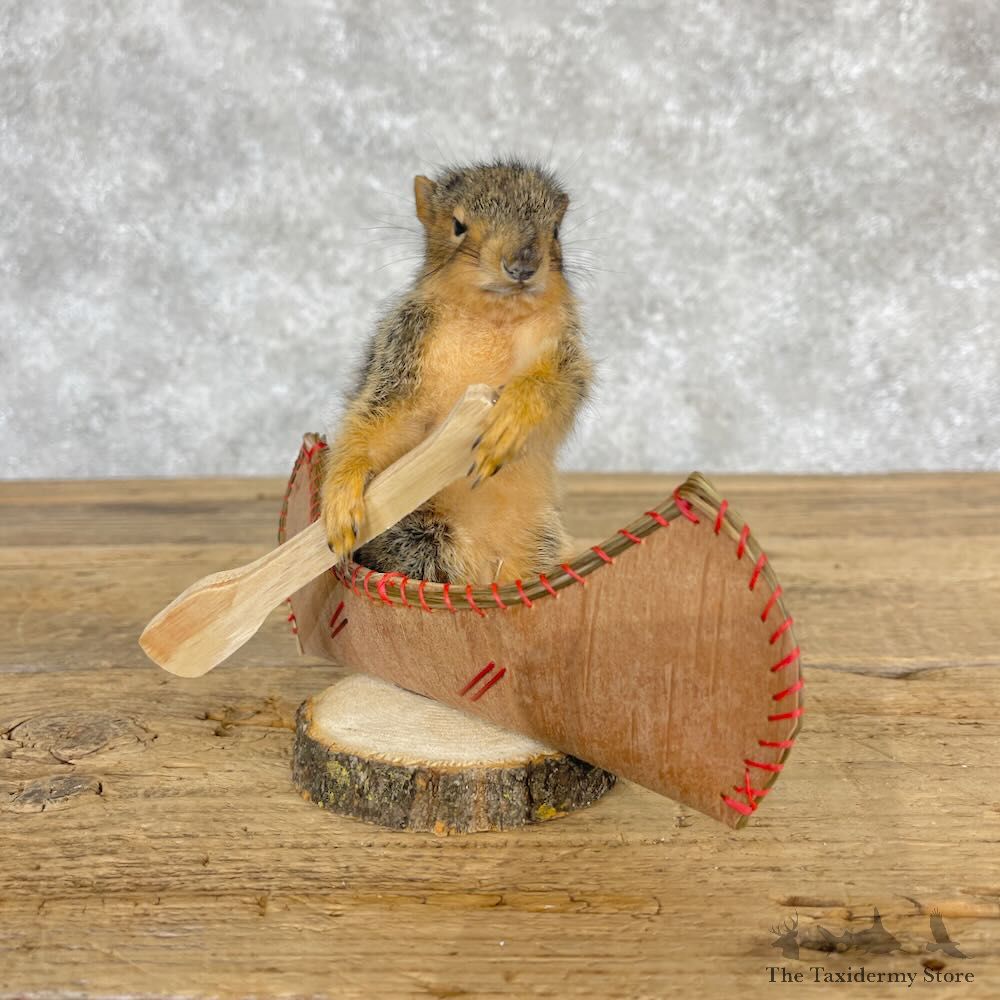 Novelty Baby Fox Squirrel Mount For Sale #28573 @ The Taxidermy Store