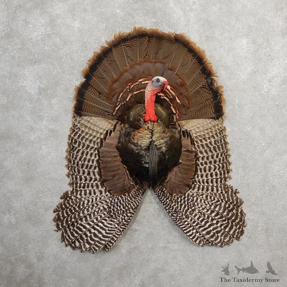 Eastern Wild Turkey Half Life Size Mount #21139 For Sale @ The Taxidermy Store