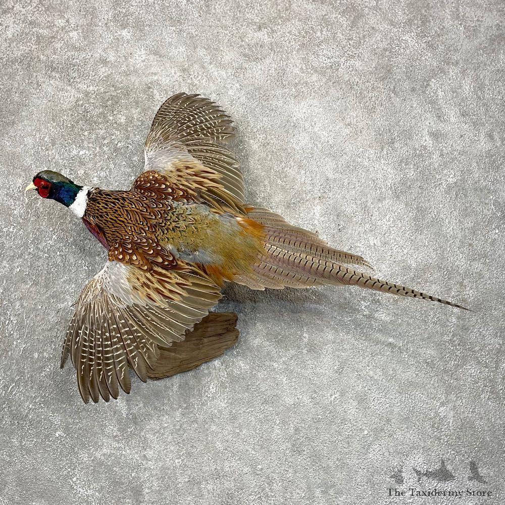 Ringneck Pheasant Bird Mount For Sale #24100 @ The Taxidermy Store
