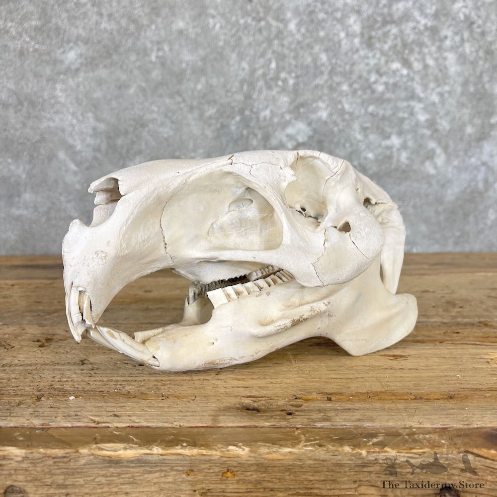 Capybara Full Skull Taxidermy Mount For Sale #26565 @ The Taxidermy Store