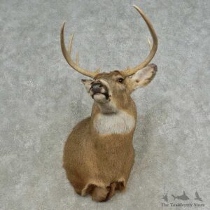 Whitetail Deer Shoulder Mount For Sale #16658 @ The Taxidermy Store