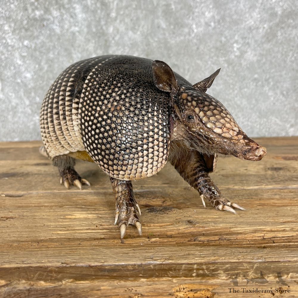 Armadillo Life-Size Mount For Sale #25505 @ The Taxidermy Store