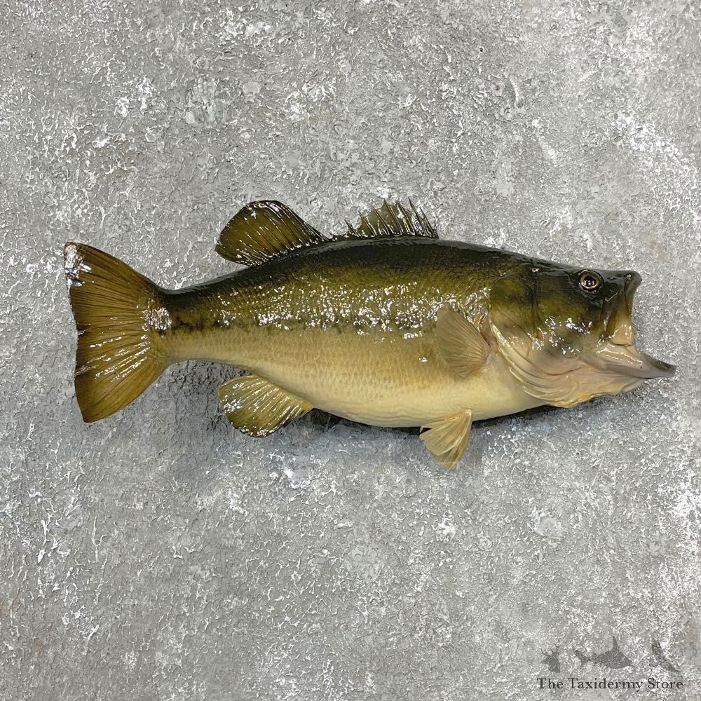 Largemouth Bass Fish Mount For Sale #24171 @ The Taxidermy Store
