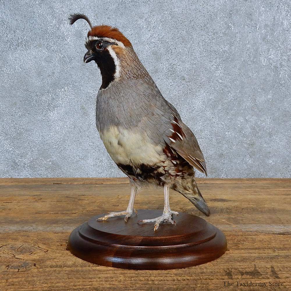 Gambel’s Quail Bird Mount For Sale #15410 @ The Taxidermy Store