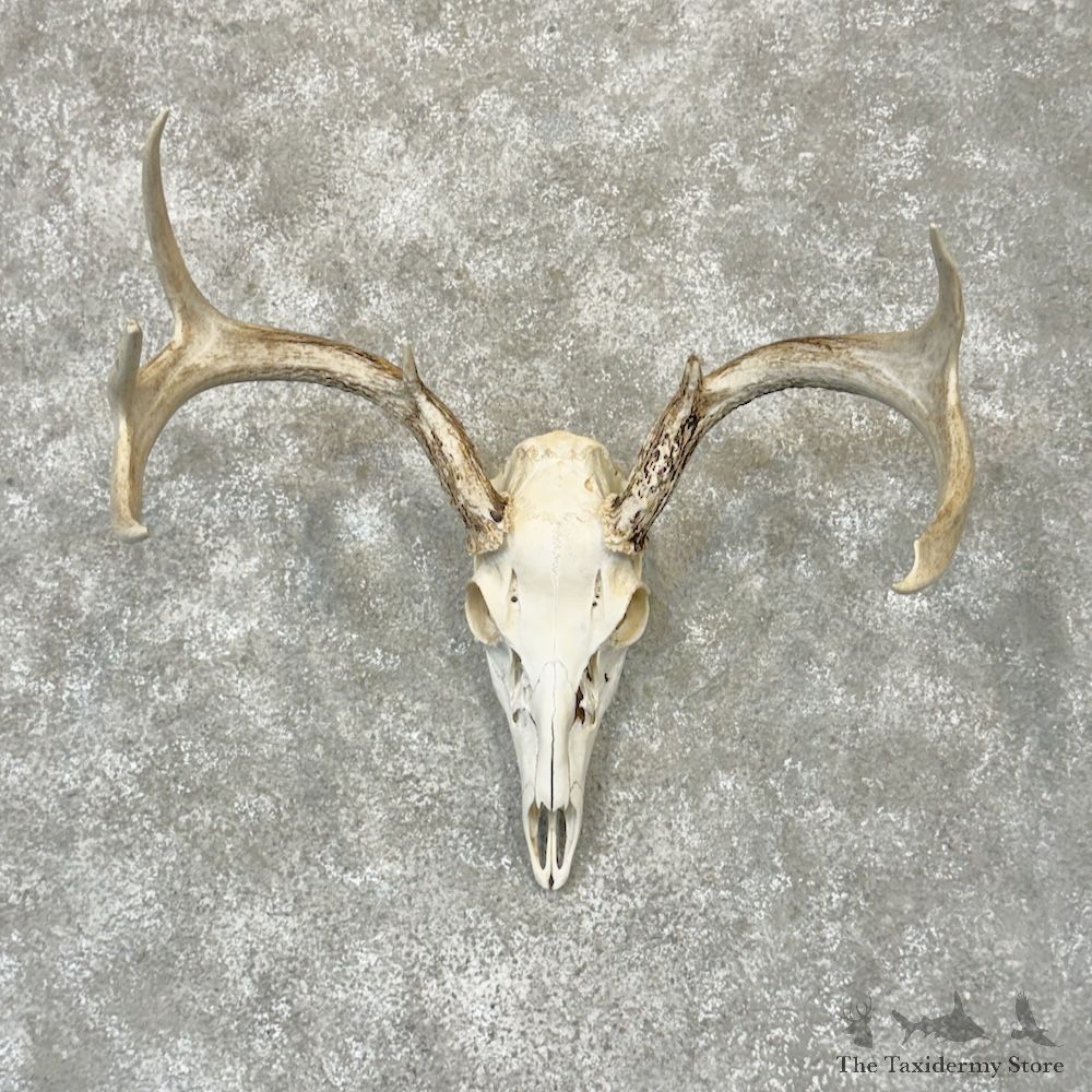Whitetail Deer Skull European Mount For Sale #29782 @ The Taxidermy Store