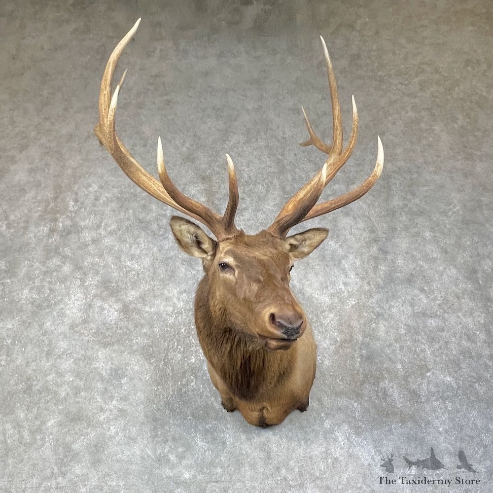 Rocky Mountain Elk Shoulder Mount For Sale #25649 @ The Taxidermy Store