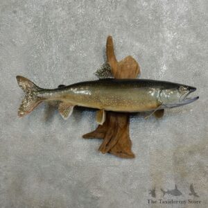 Splake-Taxidermy-Fish-Mount-#17785-For-Sale-@-The-Taxidermy-Store