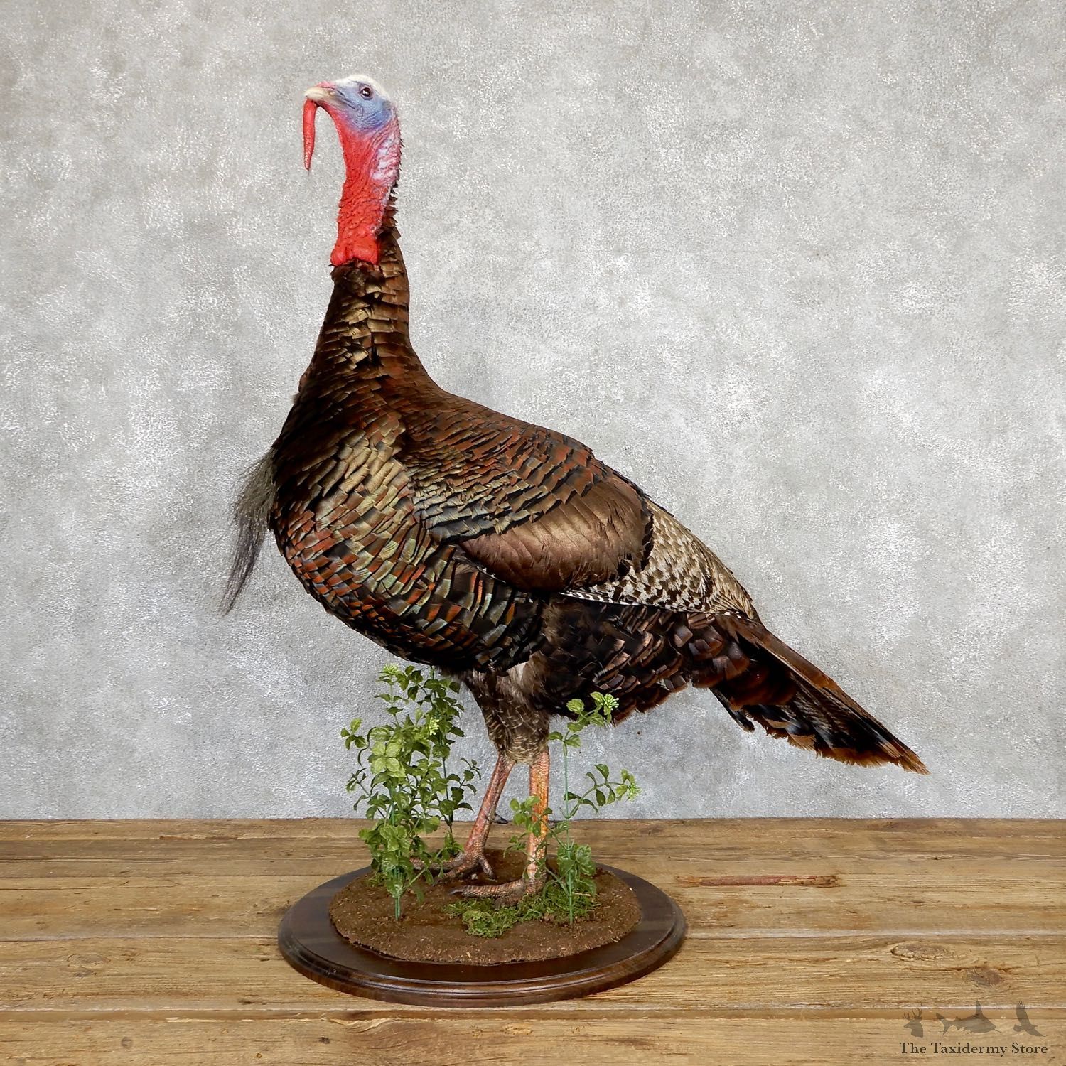 Eastern Turkey Bird Mount For Sale #19567 @ The Taxidermy Store