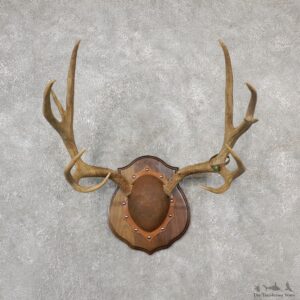 Mule Deer Taxidermy Antler Plaque #19132 For Sale @ The Taxidermy Store