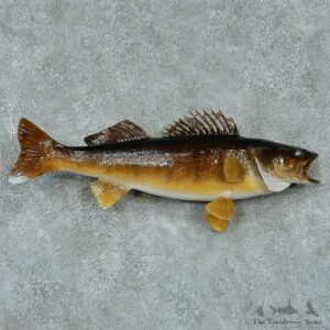 Walleye Pike Taxidermy Fish Mount #13407 For Sale @ The Taxidermy Store