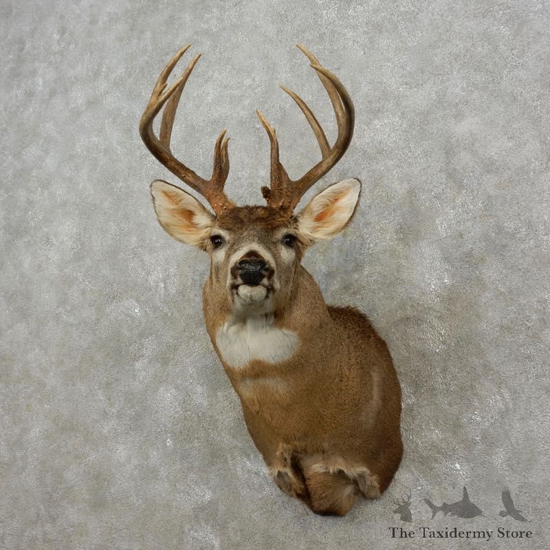 Whitetail Deer Shoulder Mount For Sale #17419 @ The Taxidermy Store