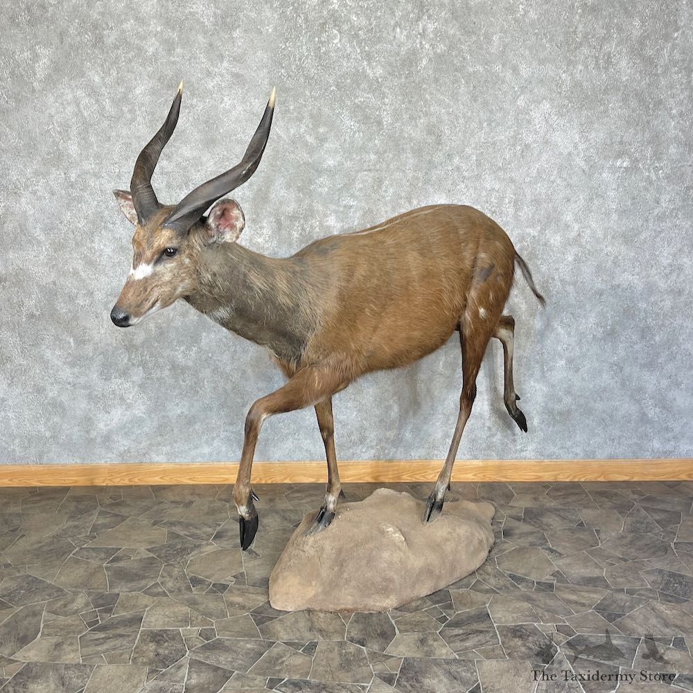 Forest Sitatunga Life-Size Taxidermy Mount #25370 For Sale @ The Taxidermy Store