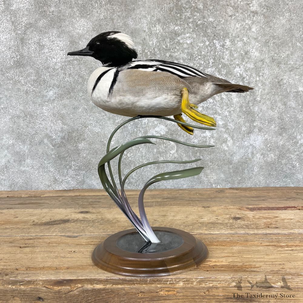Hooded Merganser Smew Cross Duck Mount For Sale #26449 @ The Taxidermy Store