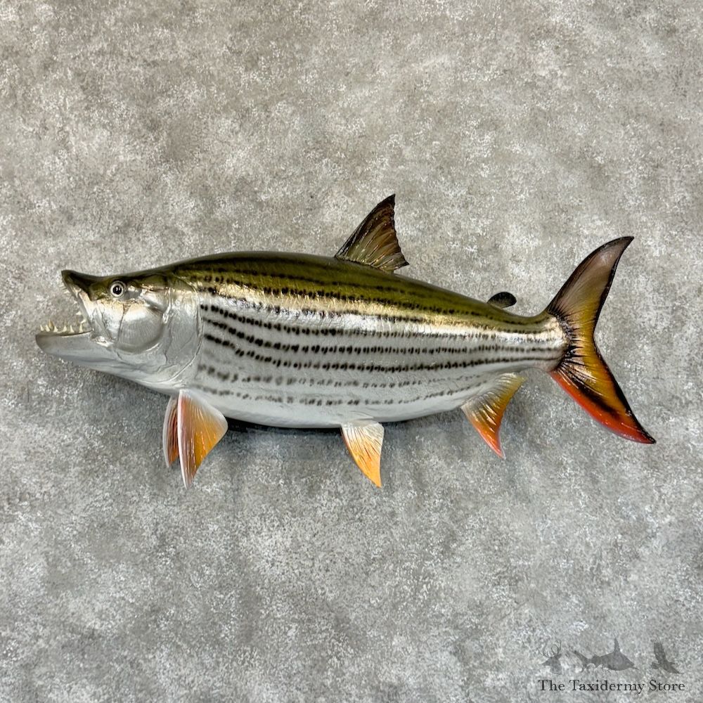 African Tigerfish Mount For Sale #29206 @ The Taxidermy Store