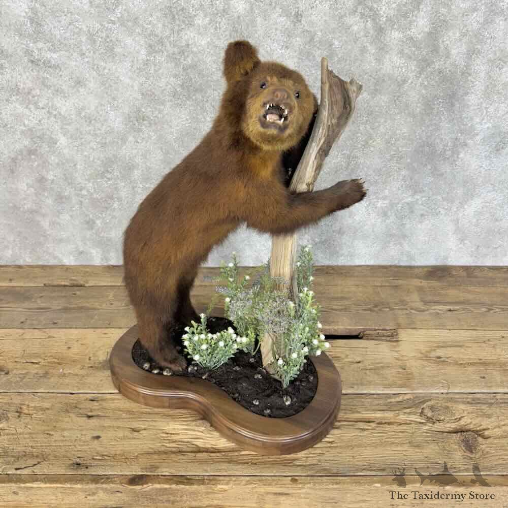 Cinnamon Black Bear Cub Life-Size Mount For Sale #31142 @ The Taxidermy Store
