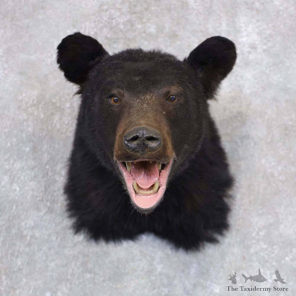 Black Bear Shoulder Mount For Sale #22358 @ The Taxidermy Store