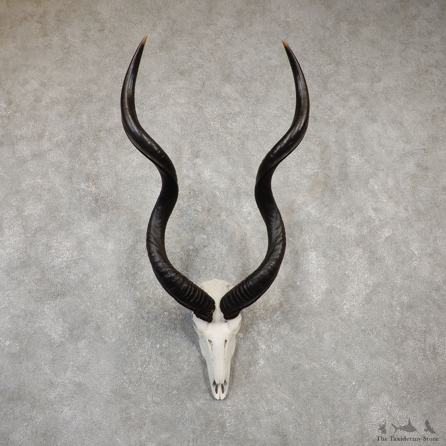 Greater Kudu Skull European Mount For Sale #20021 @ The Taxidermy Store