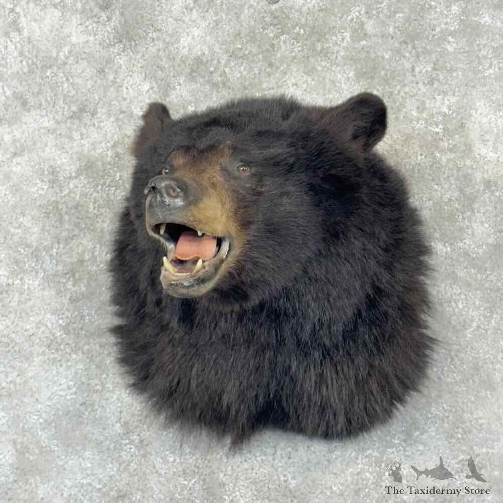 Black Bear Shoulder Mount For Sale #30849 @ The Taxidermy Store