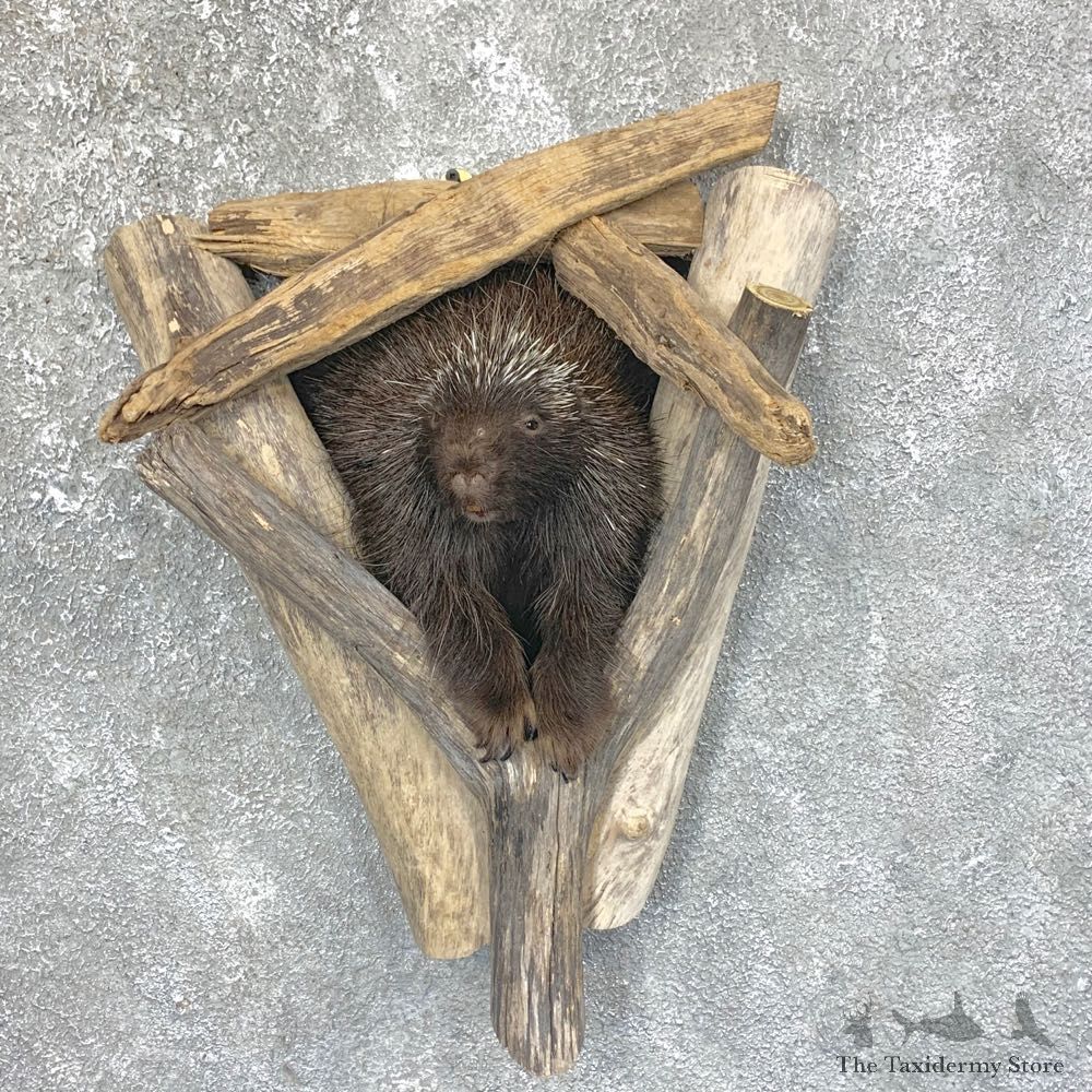 Porcupine Shoulder Taxidermy Mount #23748 For Sale @ The Taxidermy Store