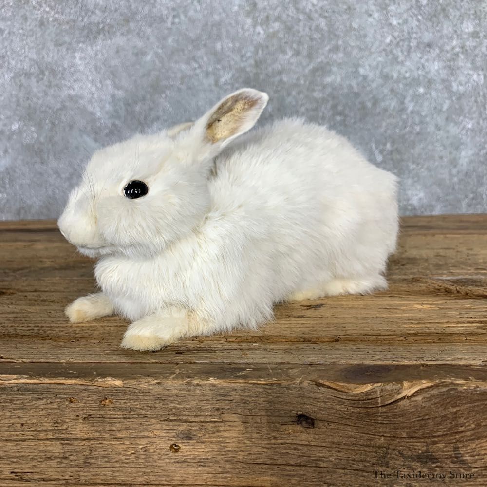European Rabbit Life-Size Taxidermy Mount For Sale #23471 @ The Taxidermy Store