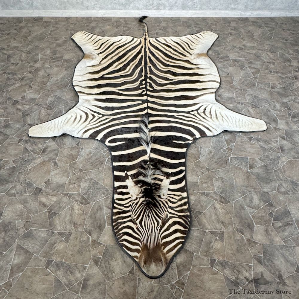 African Zebra Full-Size Rug For Sale #29766 @ The Taxidermy Store