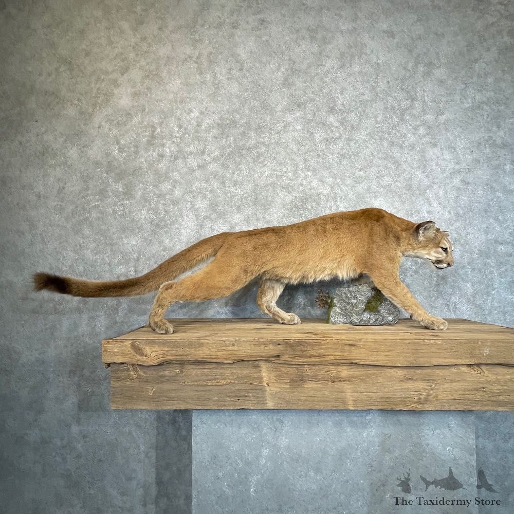 Mountain Lion Life-Size Mount For Sale #24574 @ The Taxidermy Store