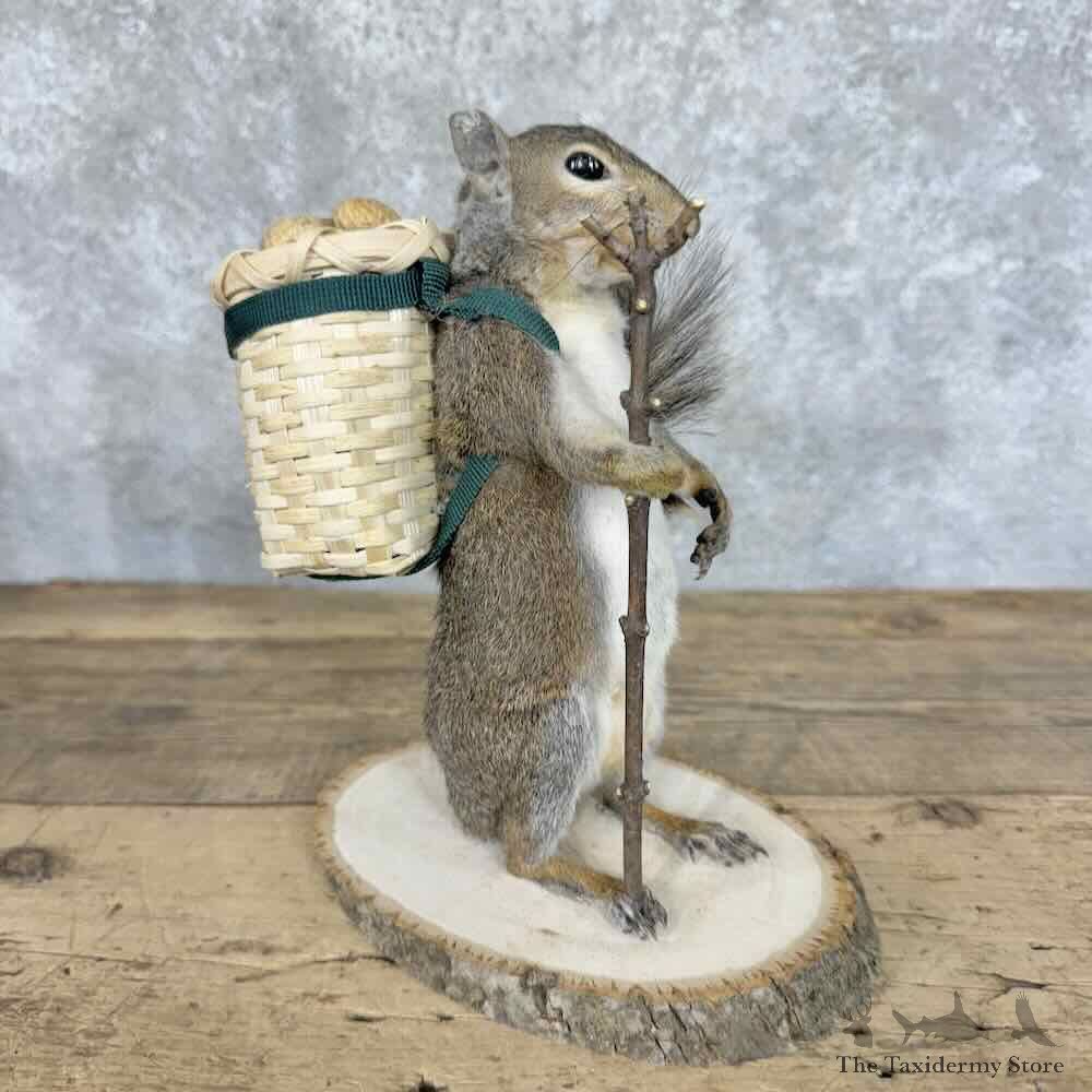 Hiking Grey Squirrel Novelty Mount For Sale #30594 @ The Taxidermy Store