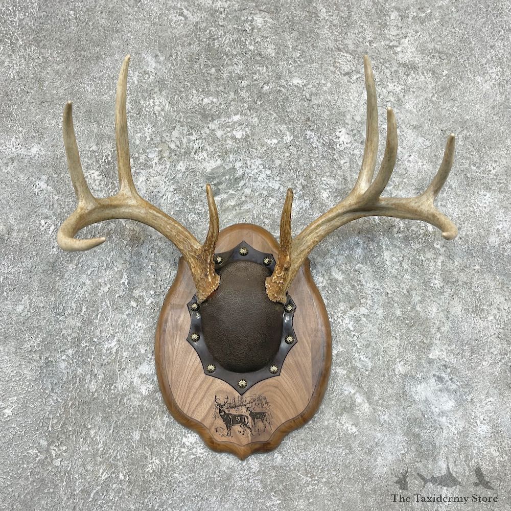 Whitetail Deer Antler Plaque Mount For Sale #26899 @ The Taxidermy Store