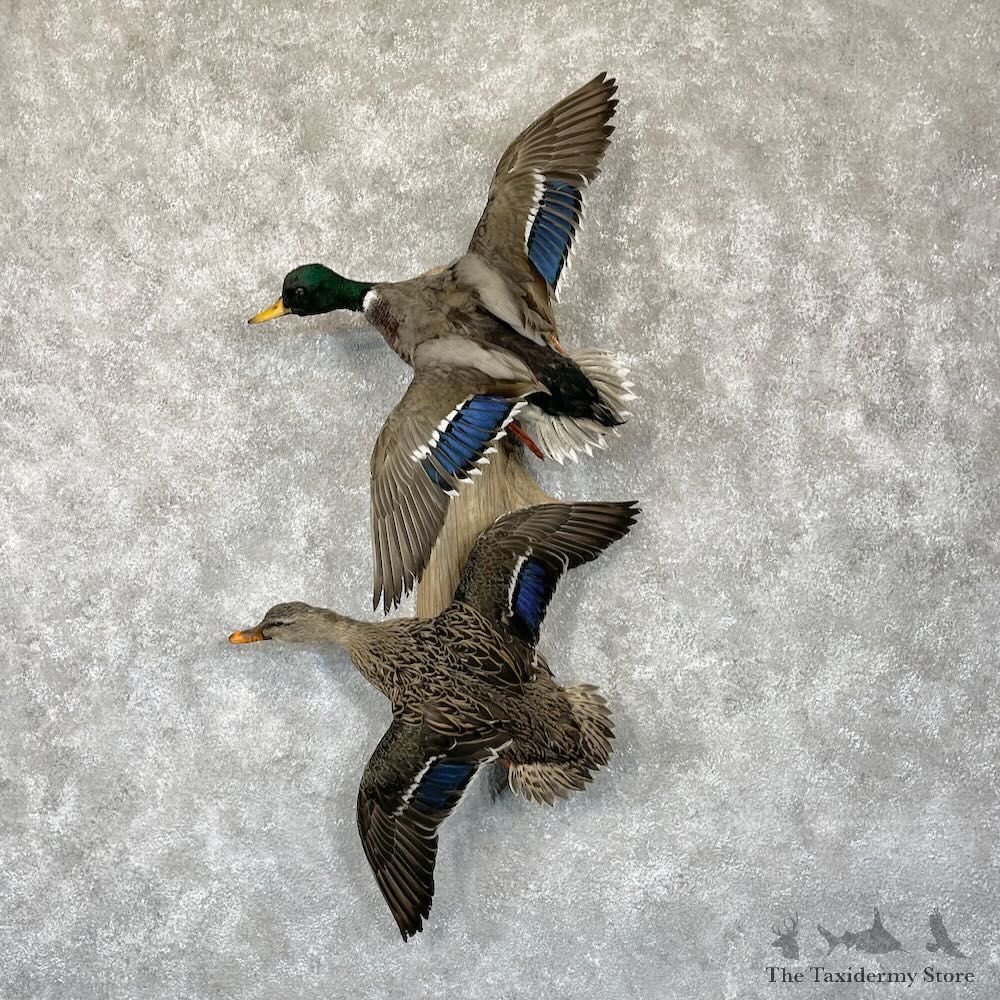 Mallard Drake and Hen Duck Mount For Sale #28192 - The Taxidermy Store