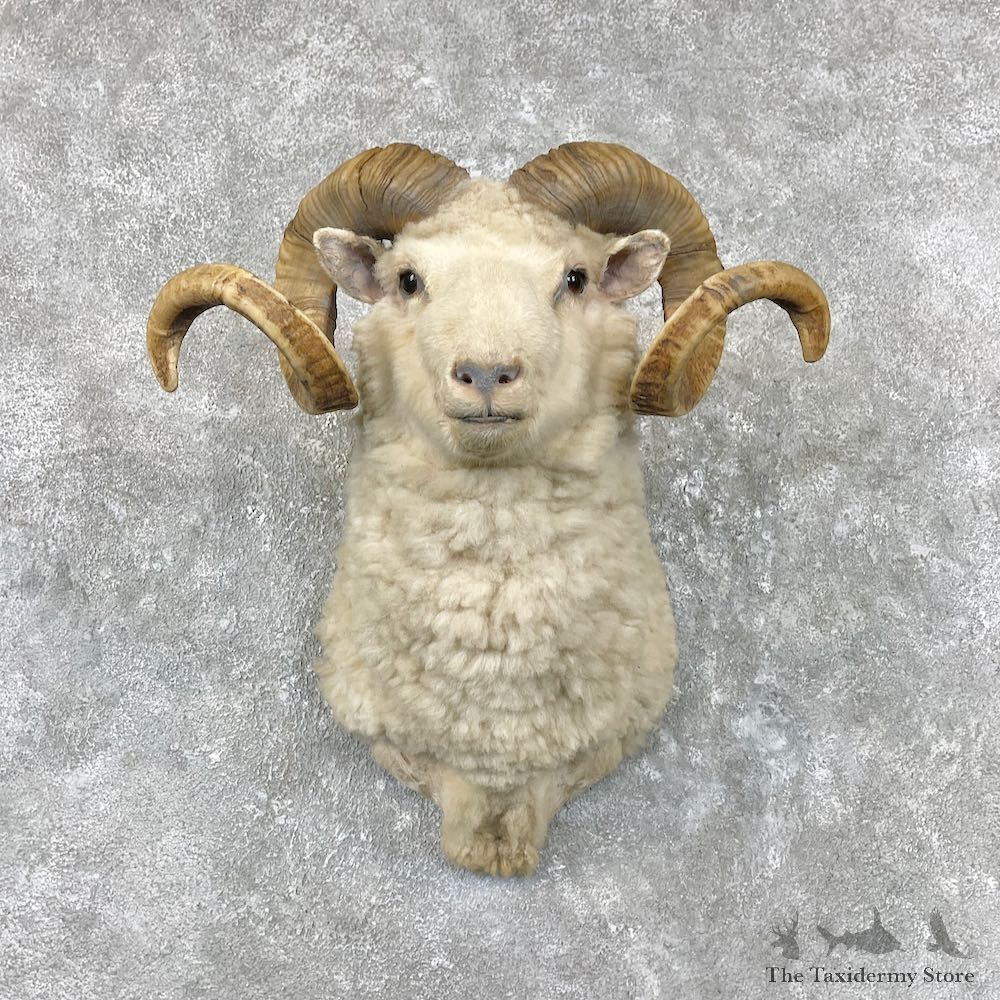 Barbados Sheep Shoulder Mount For Sale #26938 @ The Taxidermy Store