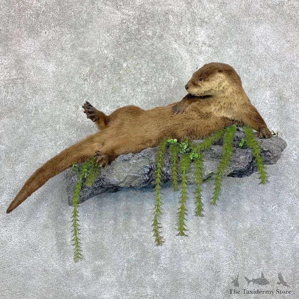 River Otter Life-Size Mount For Sale #22851 @ The Taxidermy Store