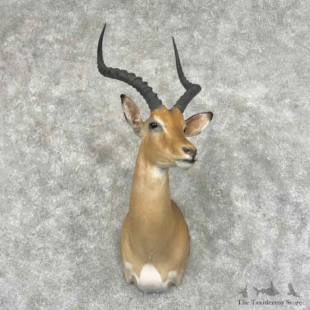 South African Impala Shoulder Mount For Sale #32008 @ The Taxidermy Store