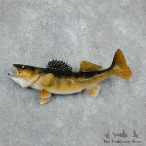 Walleye Freshwater Fish Mount For Sale #17949 @ The Taxidermy Store