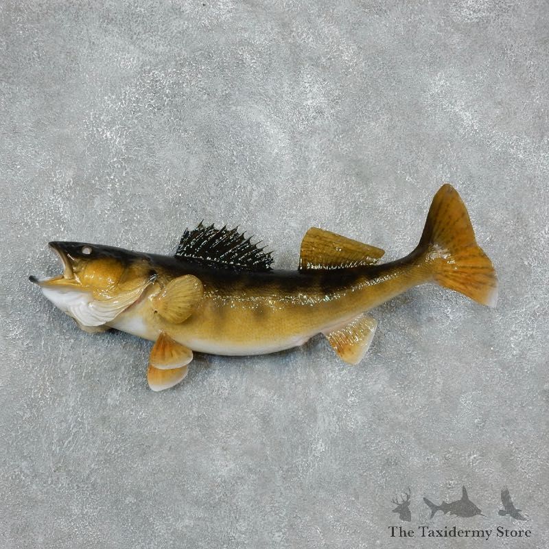 Walleye Freshwater Fish Mount For Sale #17949 @ The Taxidermy Store