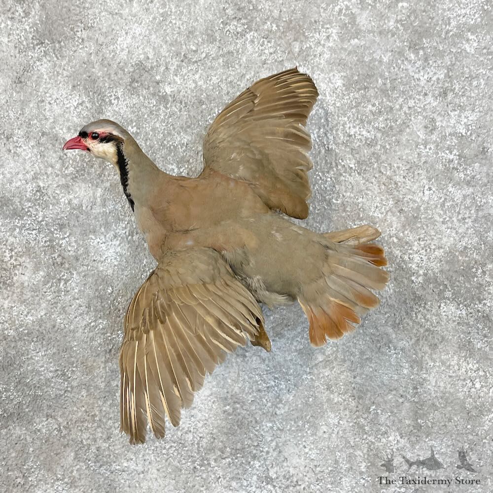 Chukar Partridge Life-Size Mount For Sale #28486 @ The Taxidermy Store
