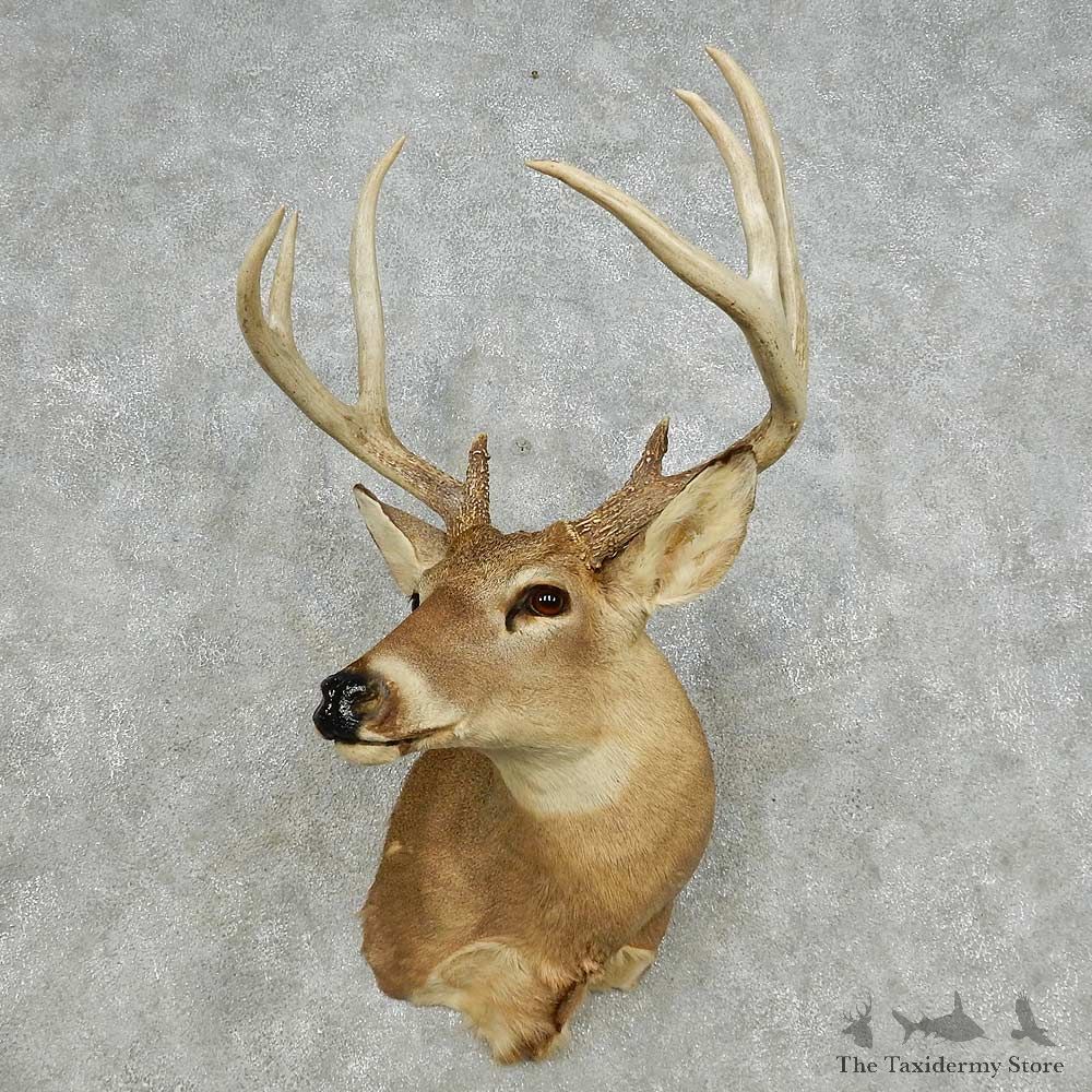 Whitetail Deer Taxidermy Shoulder Mount For Sale #14122 @ The Taxidermy Store