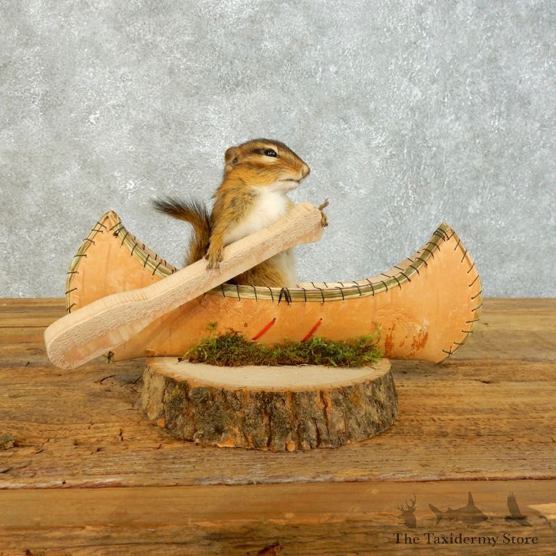 Canoe Chipmunk Novelty Mount For Sale #18492 @ The Taxidermy Store
