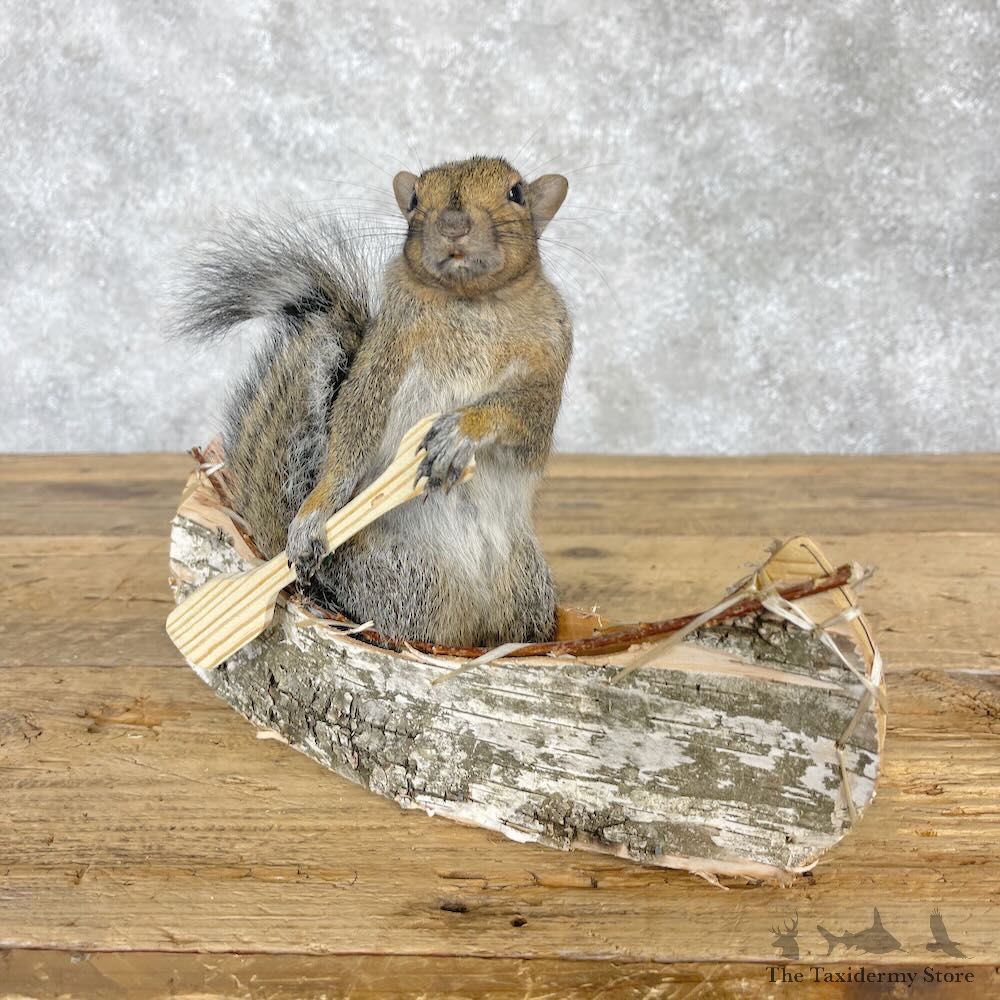 Canoe Squirrel Novelty Mount For Sale #28581 @ The Taxidermy Store