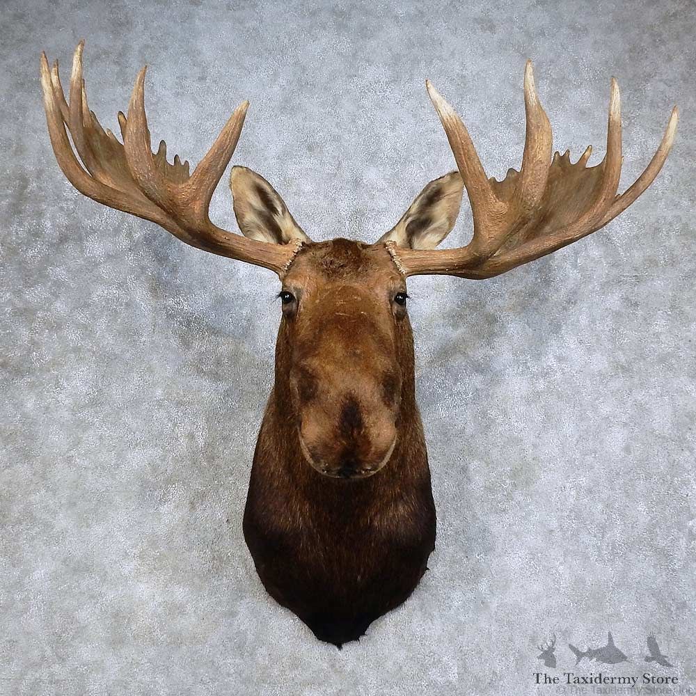 Alaskan Yukon Moose Shoulder Mount For Sale #15927 @ The Taxidermy Store