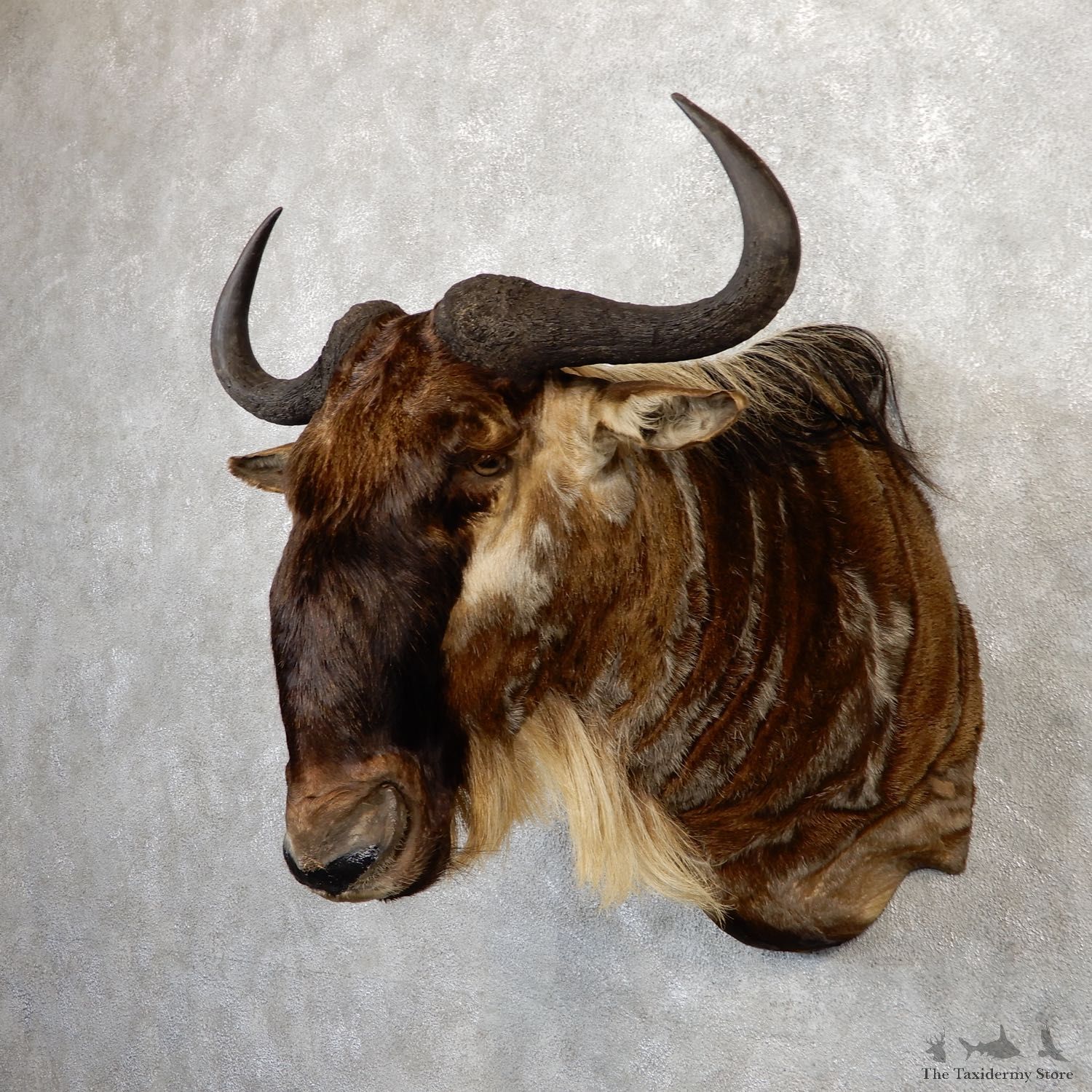 African White Bearded Gnu Wildebeest Shoulder Mount #20042 For Sale @ The Taxidermy Store