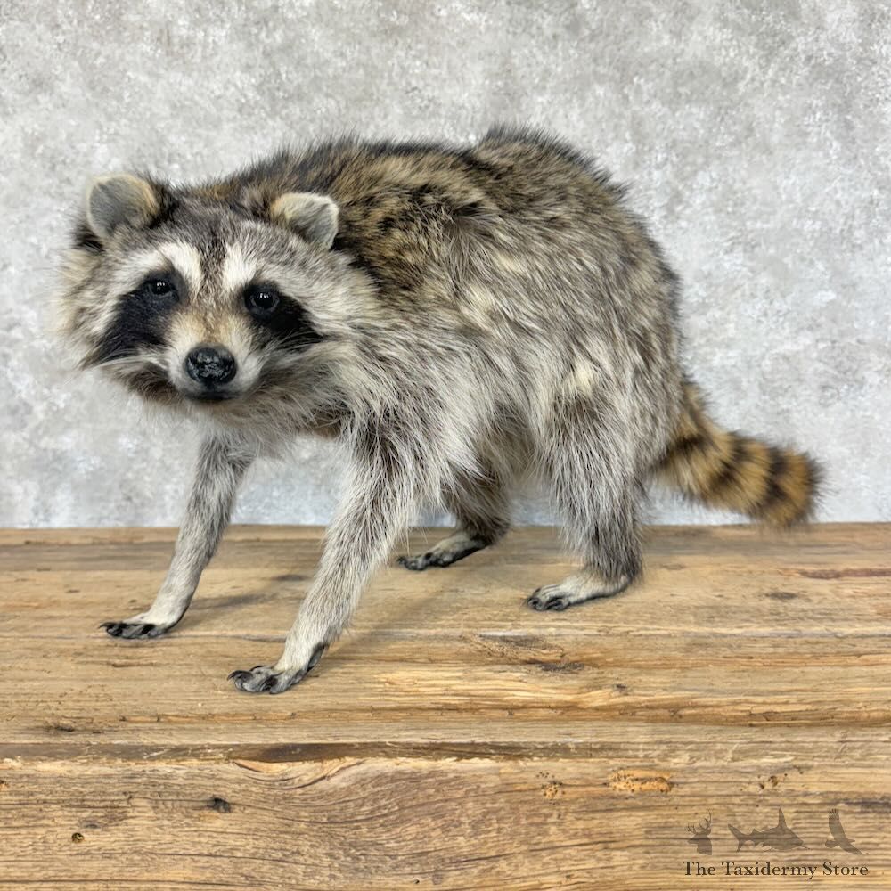 Raccoon Life-Size Mount For Sale #29103 @ The Taxidermy Store