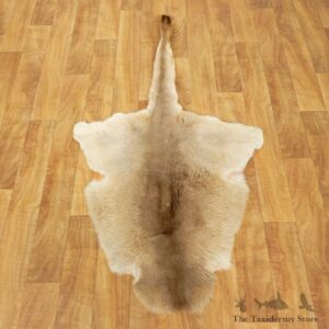 Kangaroo Hide Taxidermy Tanned Skin For Sale #17460 @ The Taxidermy Store