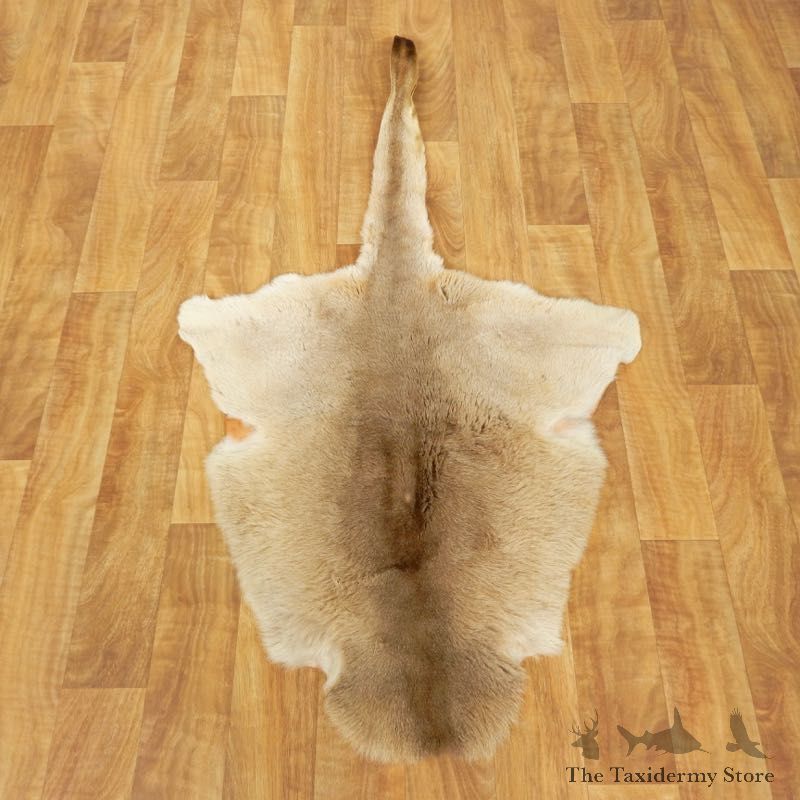 Kangaroo Hide Taxidermy Tanned Skin For Sale #17460 @ The Taxidermy Store