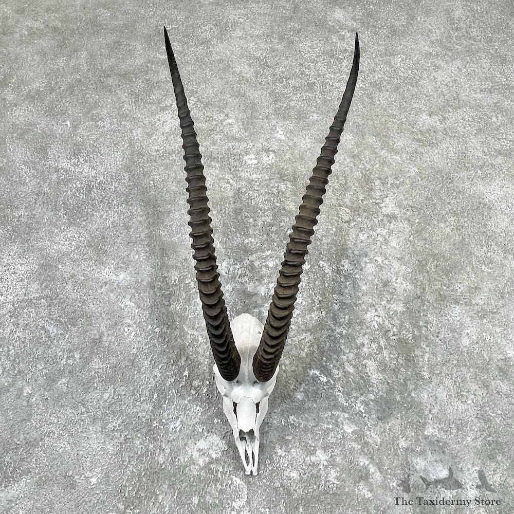 Grants Gazelle Skull And Horns European Mount For Sale #26993 @ The Taxidermy Store