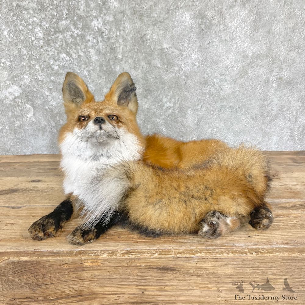 Red Fox Life-Size Mount For Sale #26440 @ The Taxidermy Store