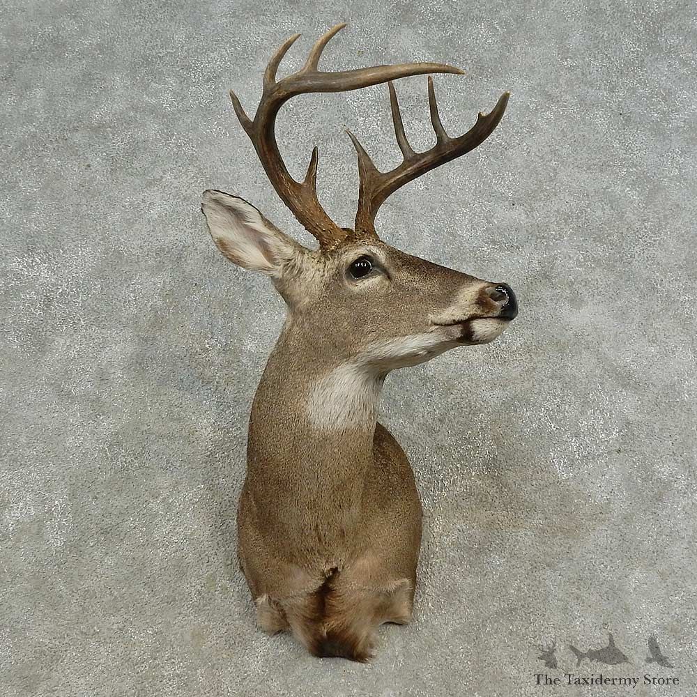 Whitetail Deer Shoulder Mount For Sale #16682 @ The Taxidermy Store