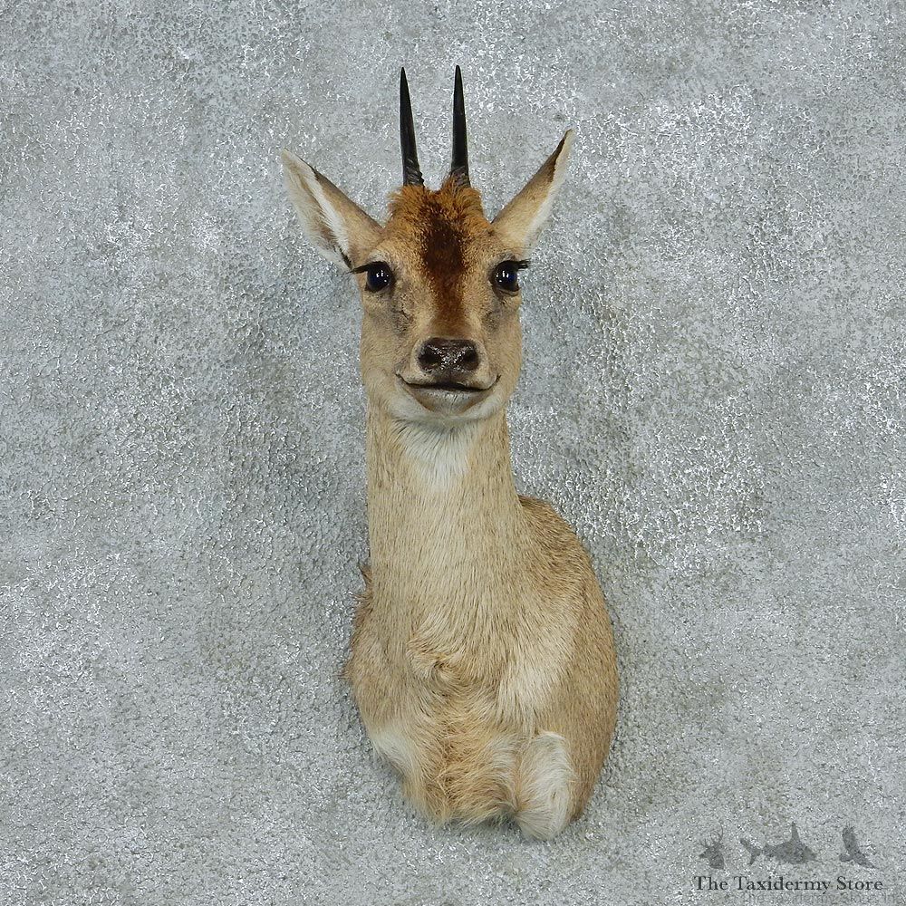 Duiker Shoulder Taxidermy Mount M1 #12800 For Sale @ The Taxidermy Store